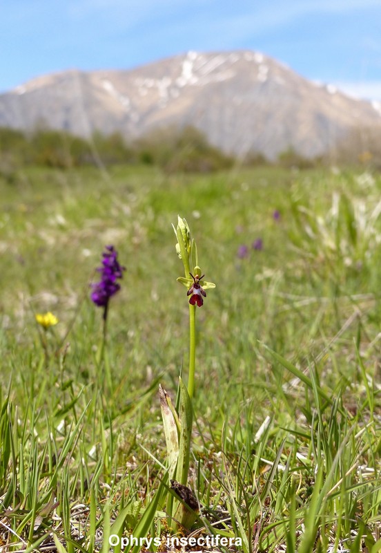 Le orchidee di Cardito, splendide praterie tra il reatino e laquilano.